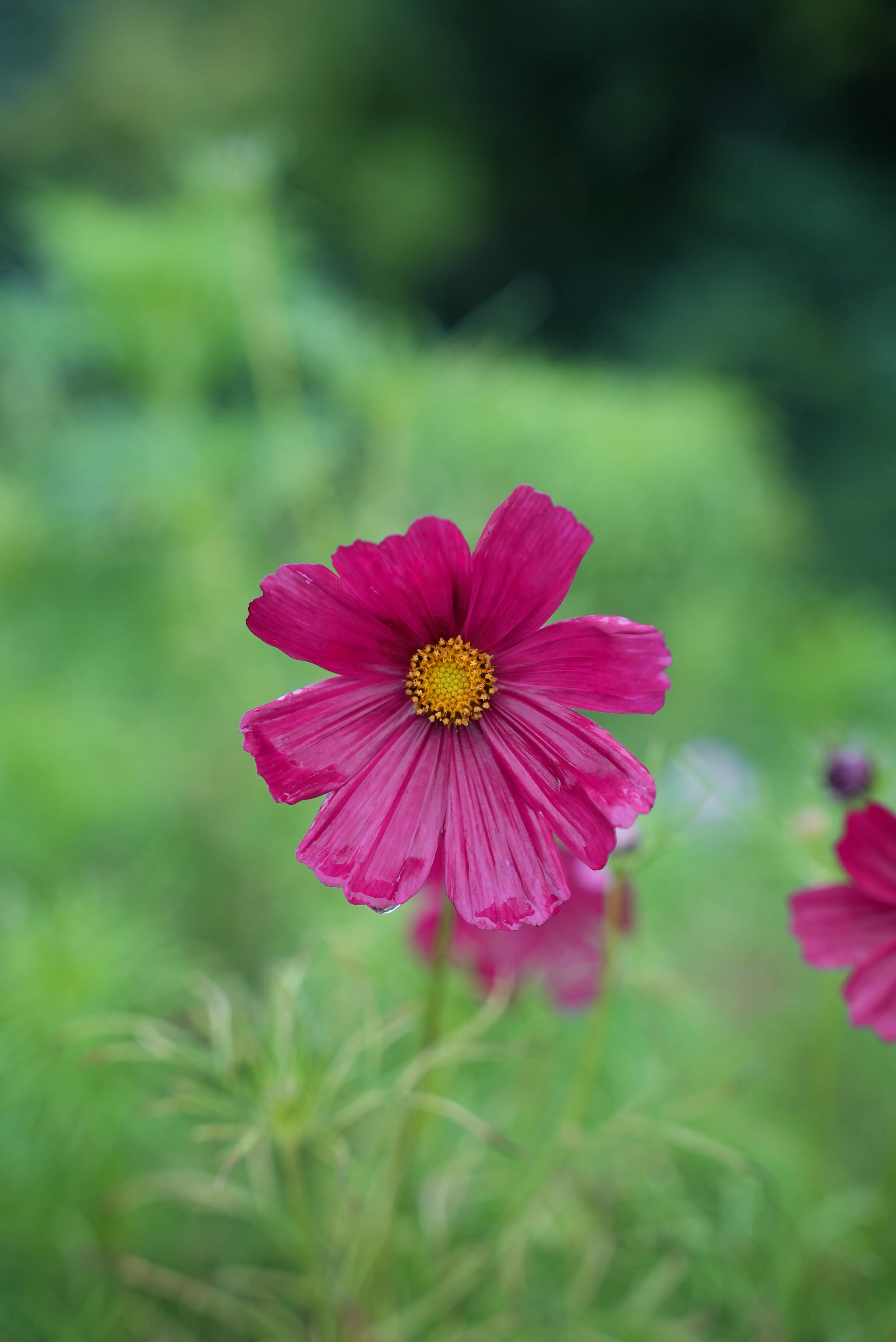 A magenta cosmos bloom with a yellow center, green foliage behind it.