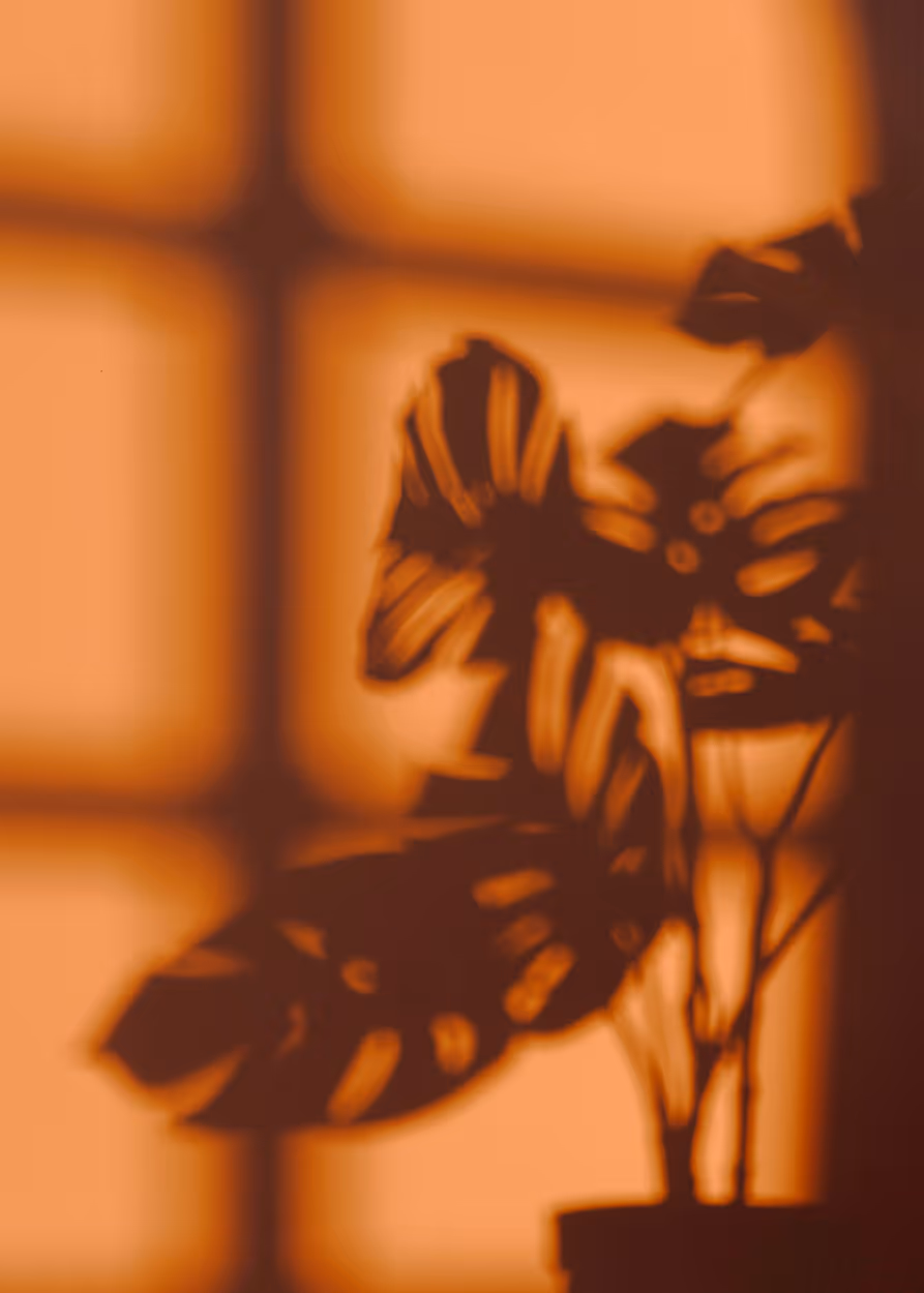 Silhouette of a potted monstera plant cast on an orange wall with window shadows.