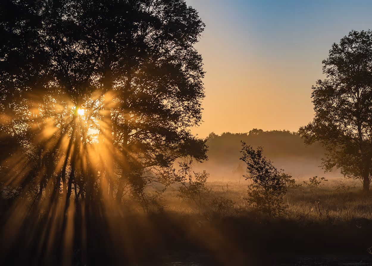Sunrise casting warm rays through trees over a misty field.