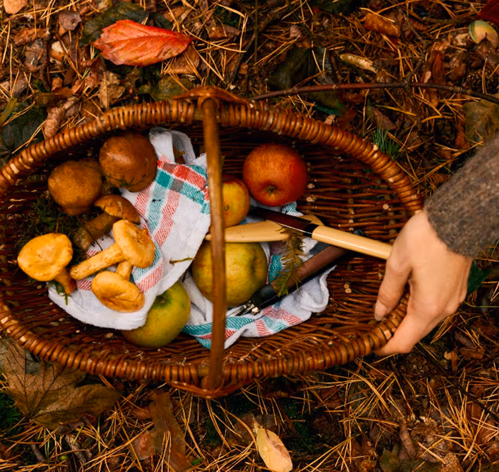 Hand holding a basket with apples, mushrooms, and a knife on a forest floor with leaves and pine needles. Credit: Daniel Faro