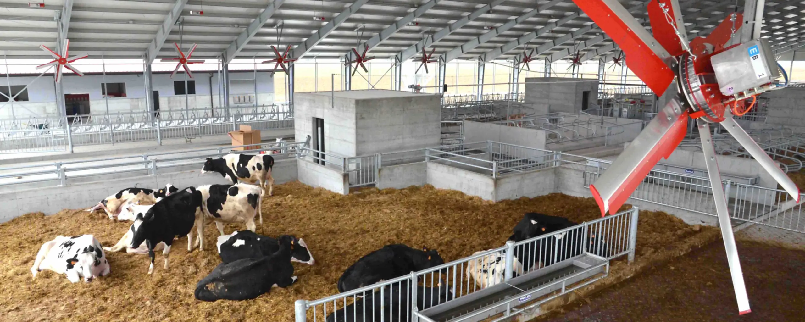 Řada stropních ventilátorů ve světlé stáji s dojnicemi odpočívajícími na slámě