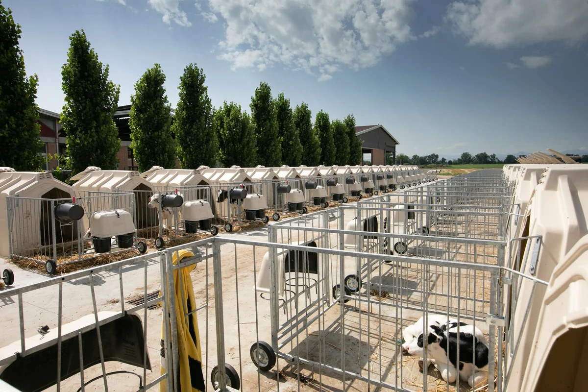 Individuální boudy CALF-TEL s ohrádkami seřazené podél stromořadí