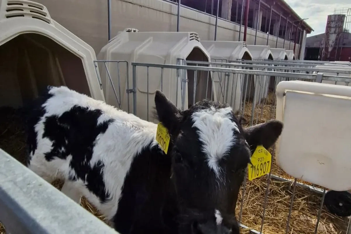 Dvě telata s ušními známkami u hrazení individuální boudy