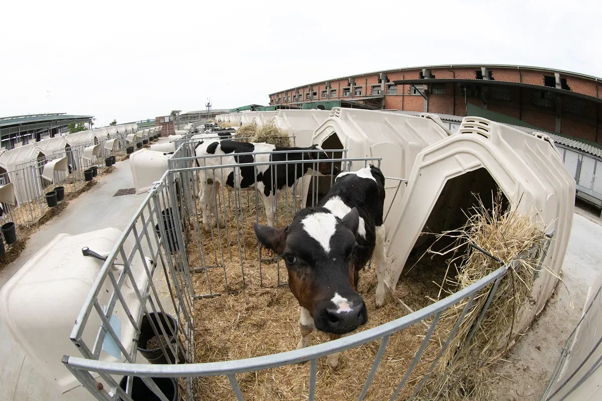 Řada individuálních boud s telaty a ohrádkami na farmě