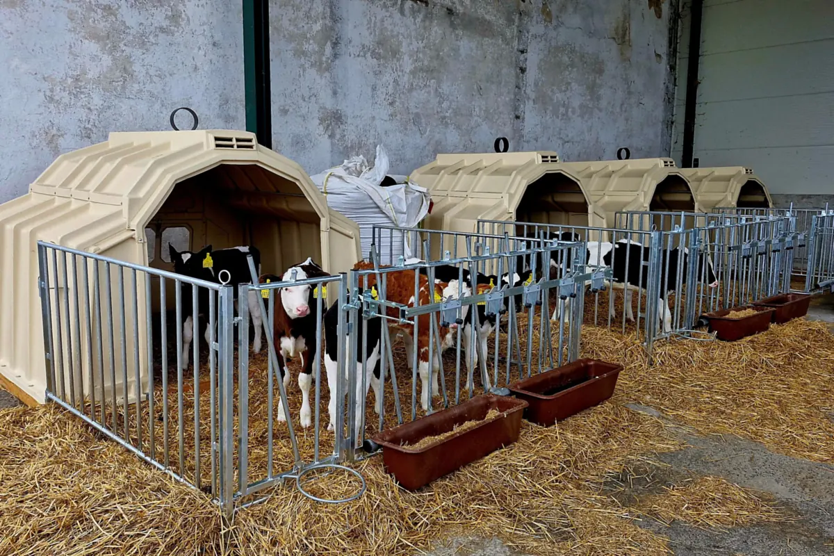 Skupinová bouda CALF-TEL s telaty u společného krmného koryta