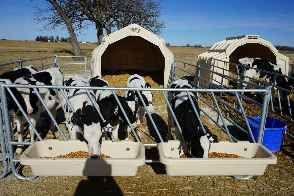 Telata u společného krmného koryta skupinové boudy CALF-TEL