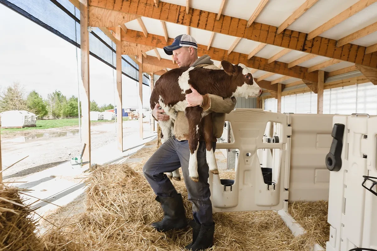 Ošetřovatel s teletem v přístřeškové boudě PEN