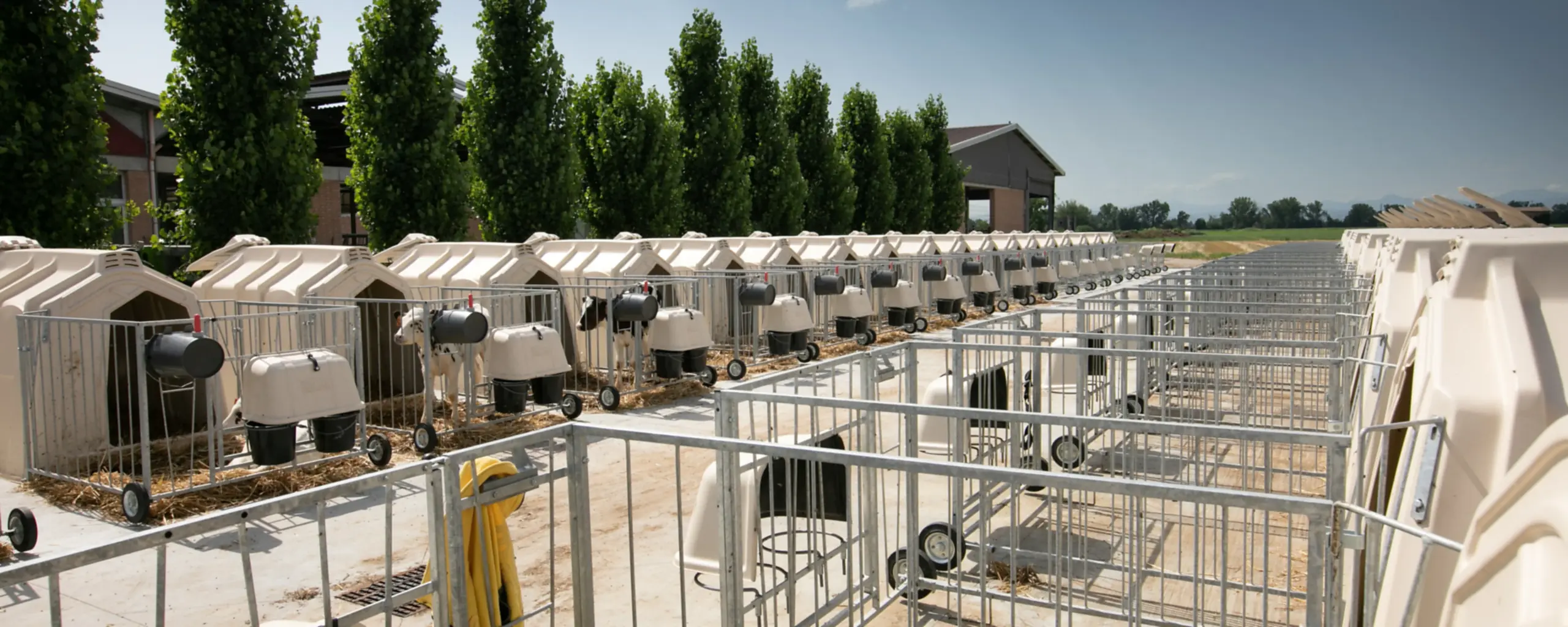 Individuální boudy CALF-TEL s ohrádkami a teletem ve výběhu