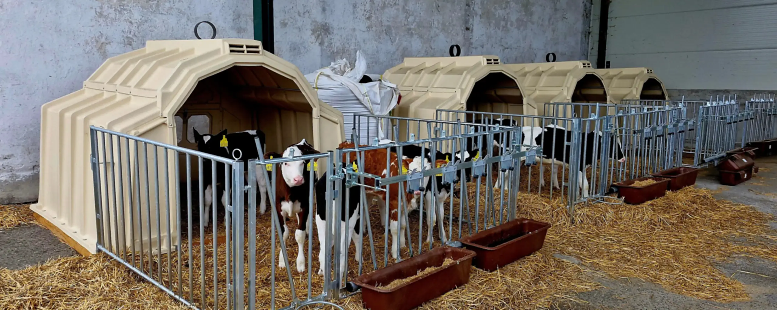Skupinová bouda CALF-TEL s telaty a krmným korytem ve stáji