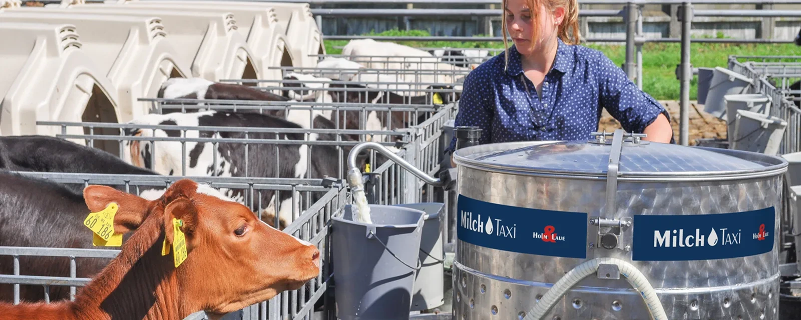 Ošetřovatelka rozváží mléko vozíkem MilkTaxi mezi kotci s telaty