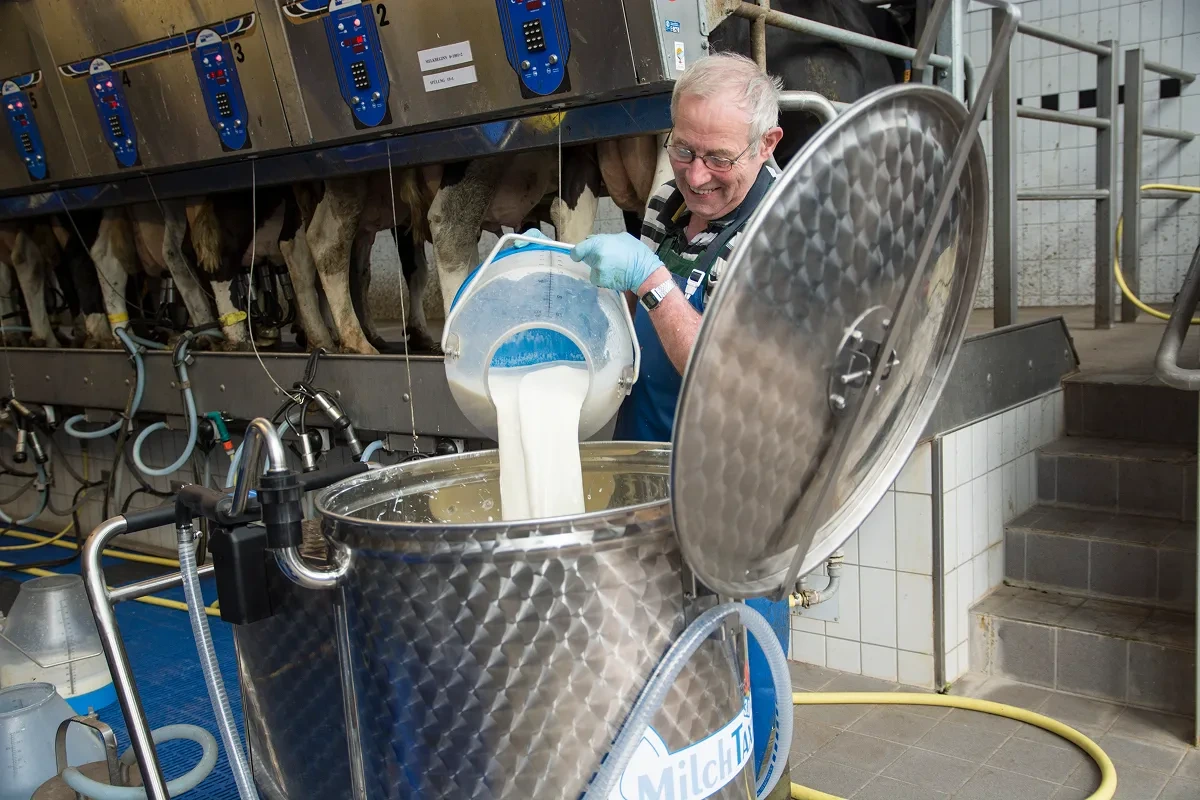 Obsluha nalévá mléko do nádoby vozíku MilkTaxi u kotců s telaty