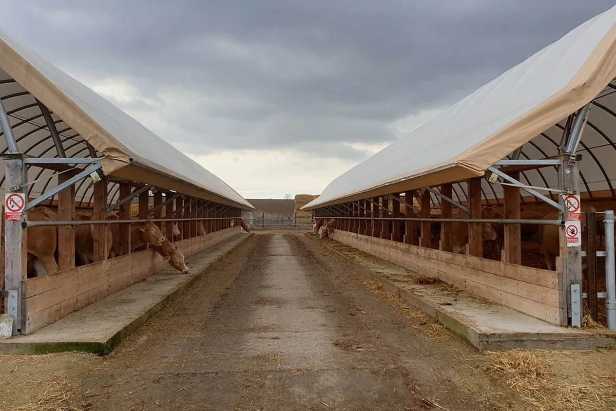 Průjezd stájí pod plachtovou halou s ustájeným skotem po obou stranách