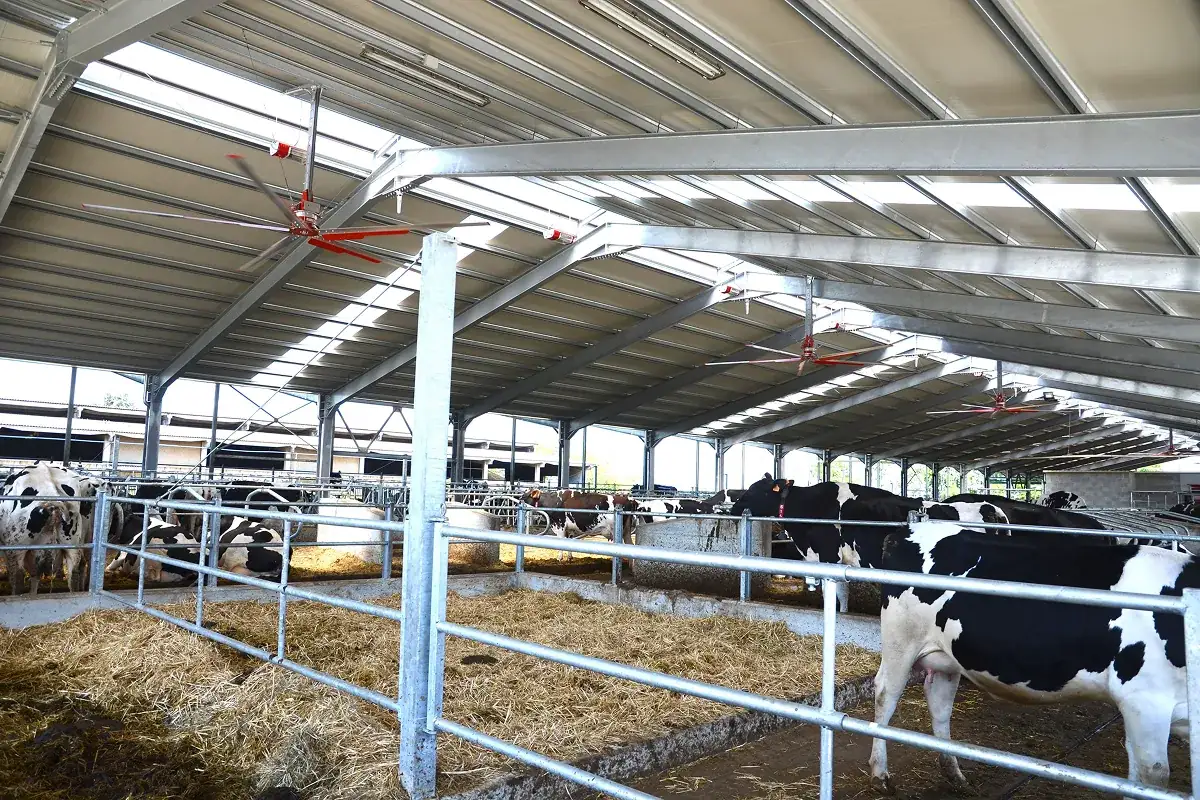 Stropní ventilátor nad krmným stolem s dojnicemi u hrazení