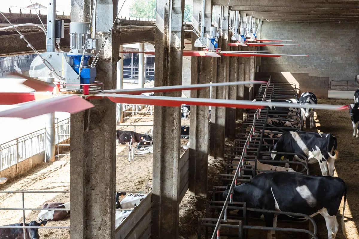 Řada stropních ventilátorů pod betonovou konstrukcí stáje s dojnicemi