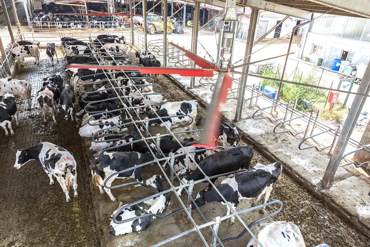 Stropní ventilátory nad dojnicemi odpočívajícími v lehacích boxech