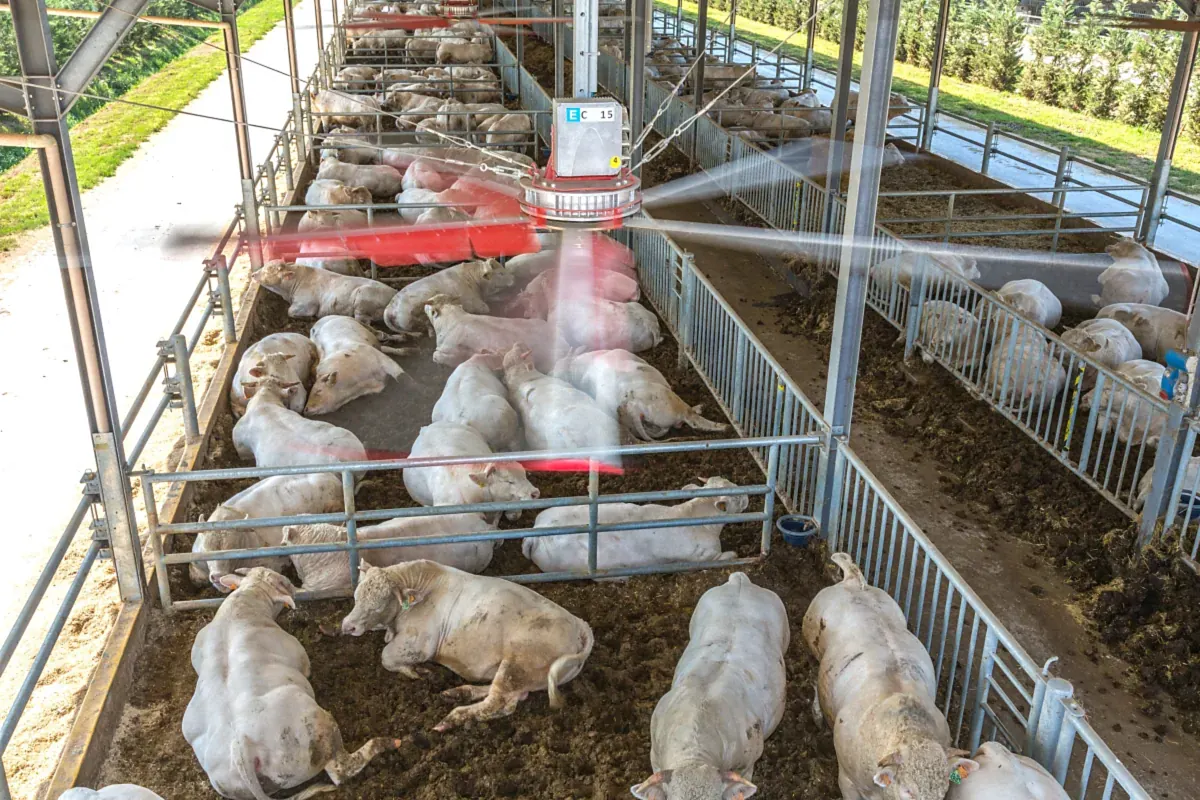 Stropní ventilátor v pohybu nad boxy s bílým masným skotem