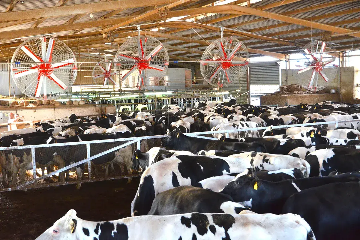 Řada vertikálních ventilátorů nad stádem dojnic v čekárně stáje