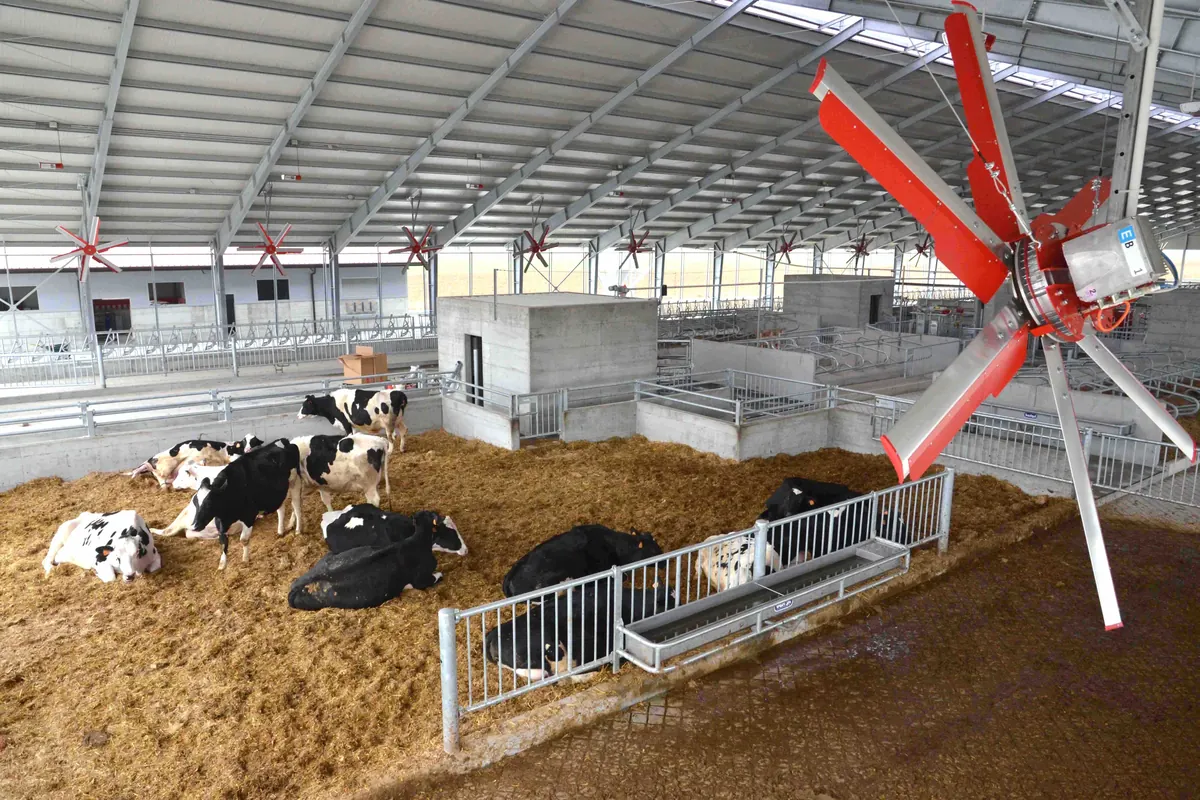Vertikální ventilátor nad slámou podestlanými boxy s dojnicemi