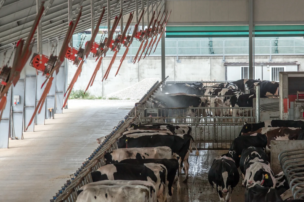 Řada vertikálních ventilátorů podél stáje s ustájenými dojnicemi