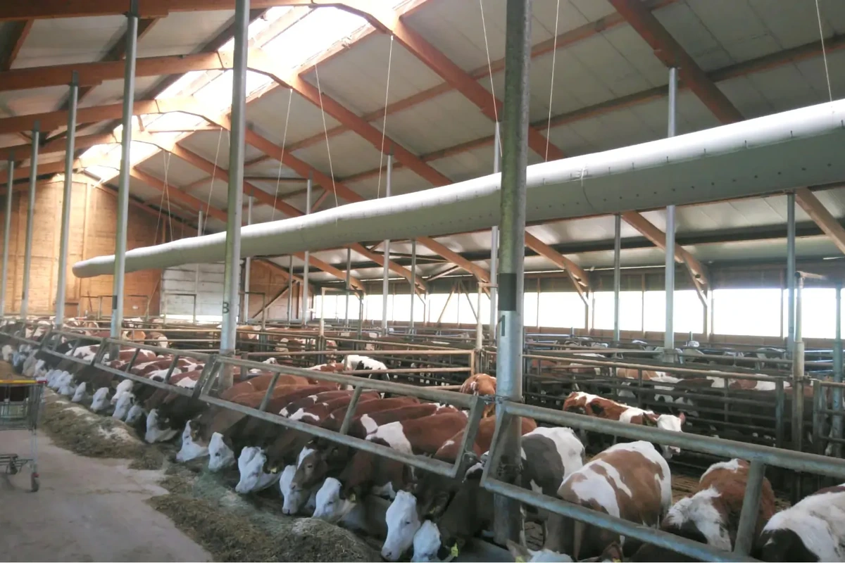 Dlouhý ventilační tubus nad krmným stolem s ustájeným skotem