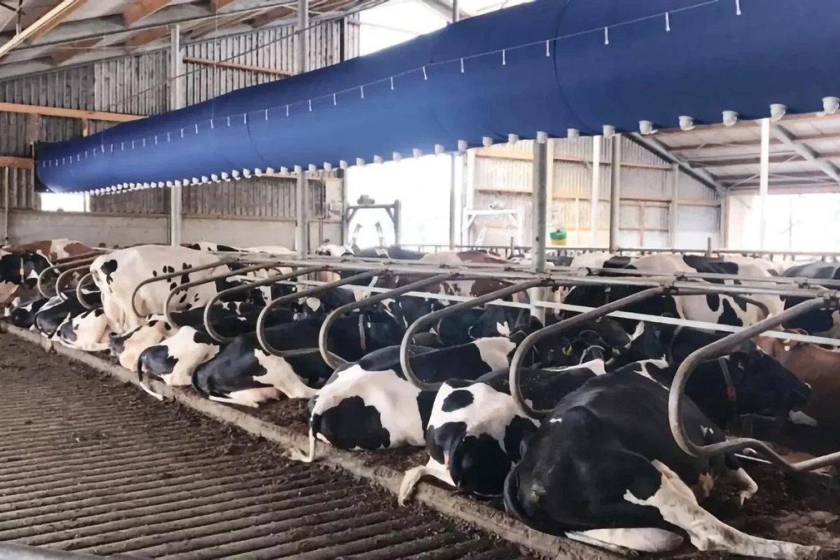 Modrý ventilační tubus nad řadami odpočívajících dojnic
