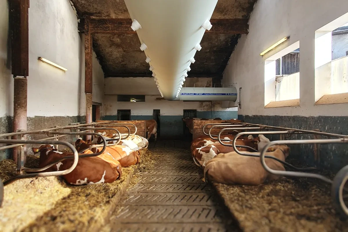 Ventilační tubus vyústěný do prostoru lehacích boxů starší stáje