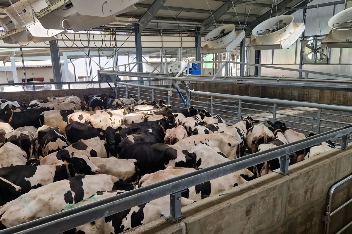 Zaplněná čekárna dojírny s dojnicemi pod zvednutou zábranou přiháněče