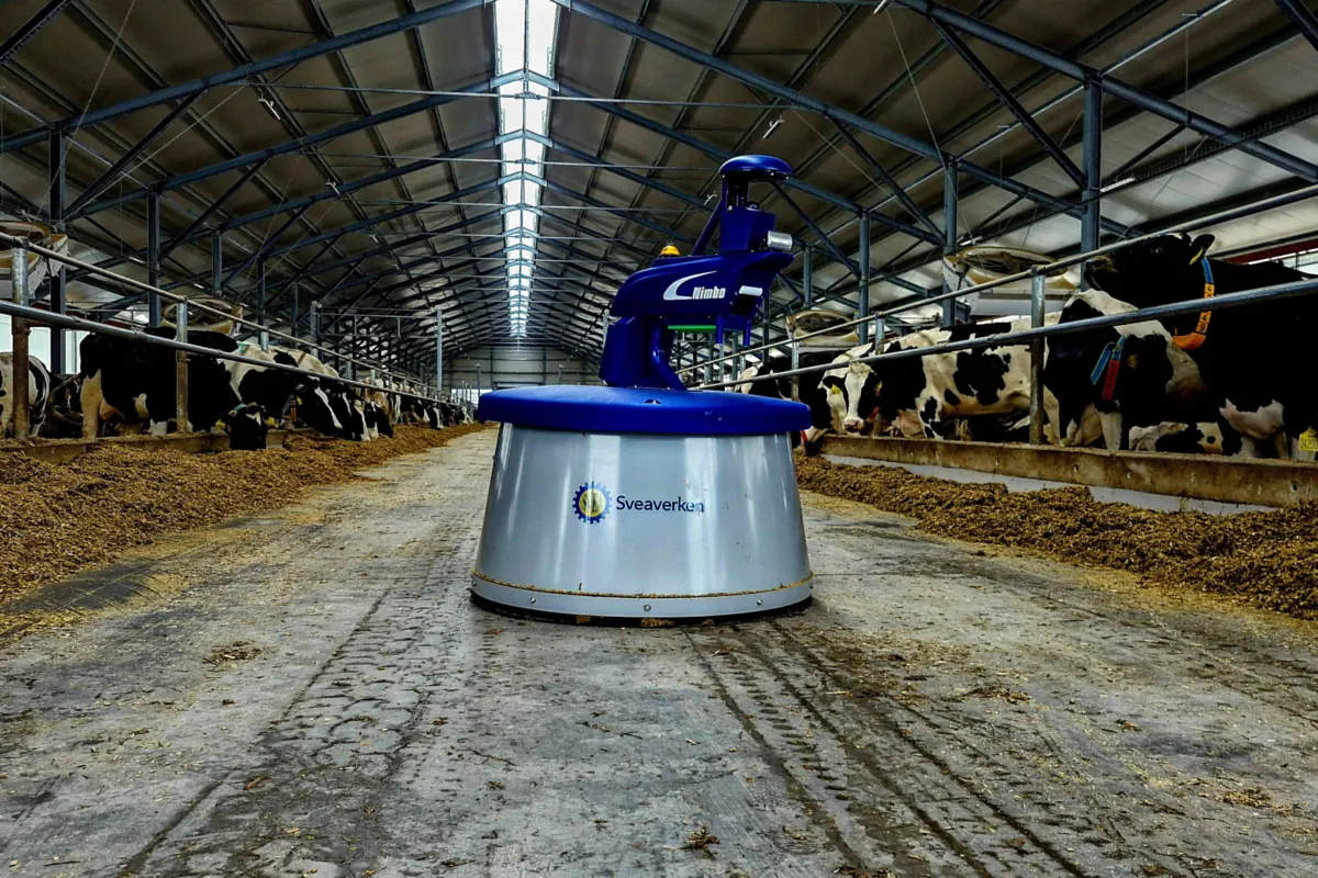 Robot Nimbo na krmné chodbě mezi řadami dojnic ve světlé stáji