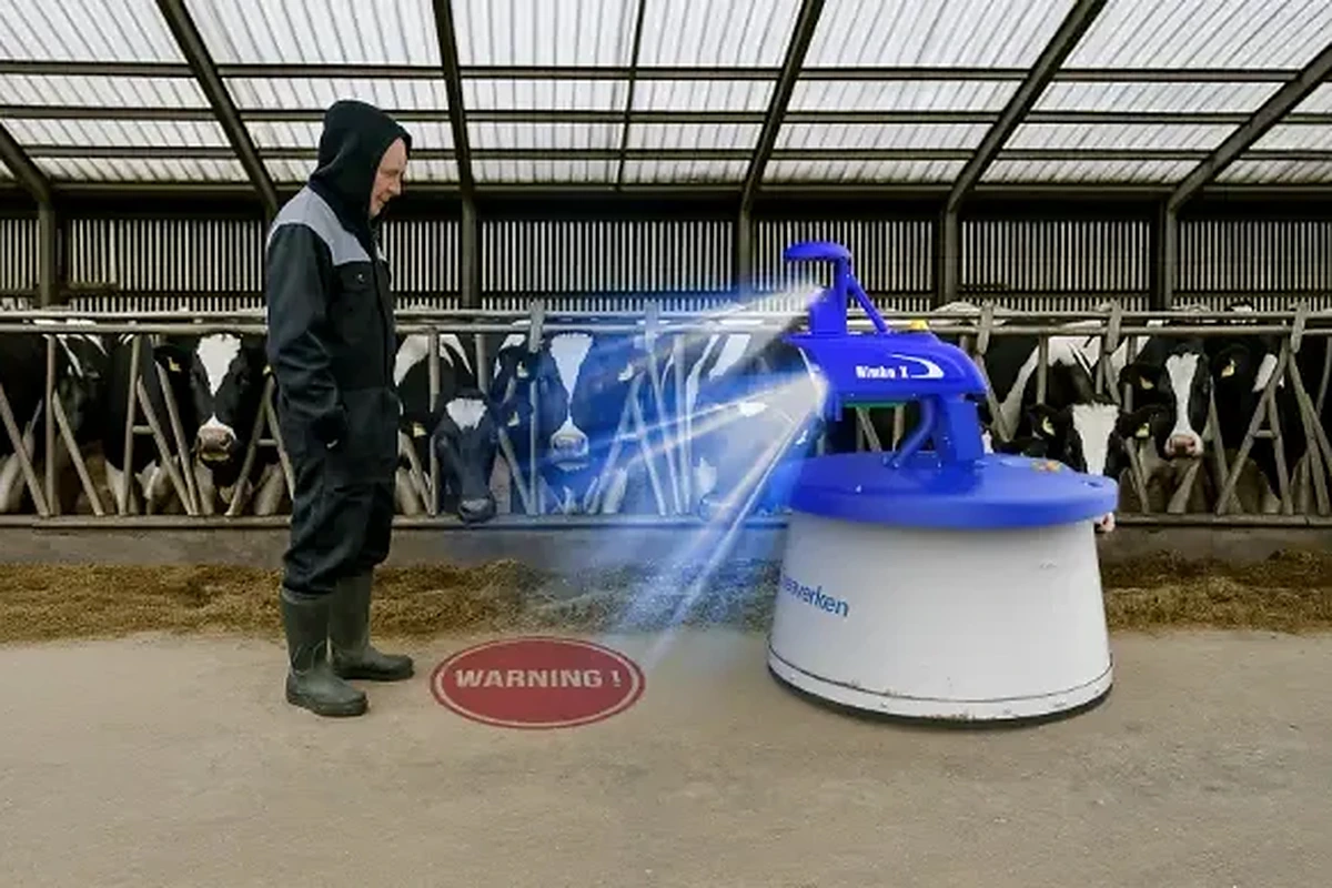 Pracovník oplachuje robota Nimbo na krmné chodbě před řadou dojnic