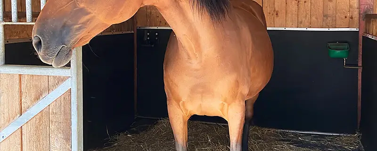 Kůň stojící na matraci v boxu s dřevěným obložením