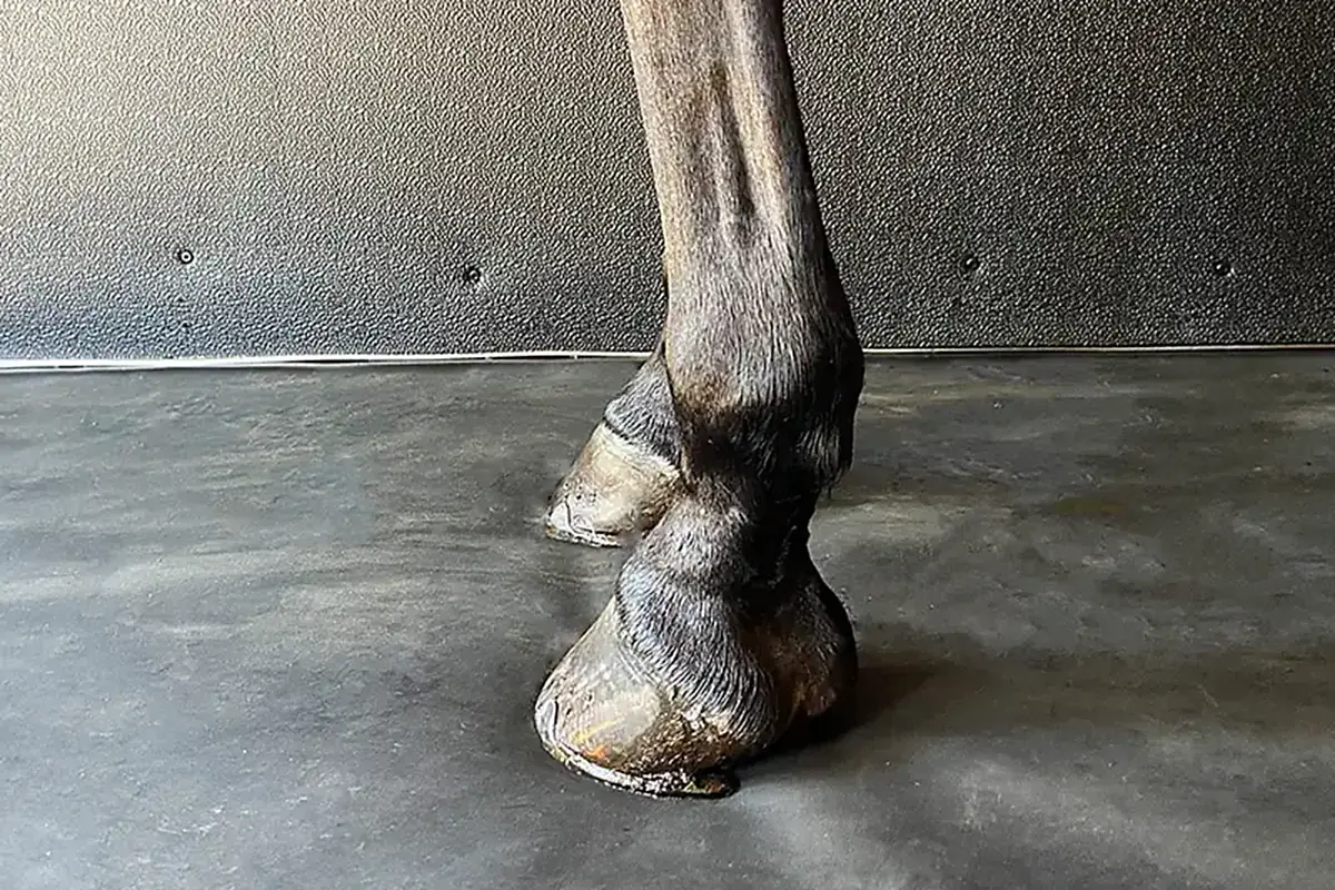 Detail kopyta koně stojícího na protiskluzové matraci