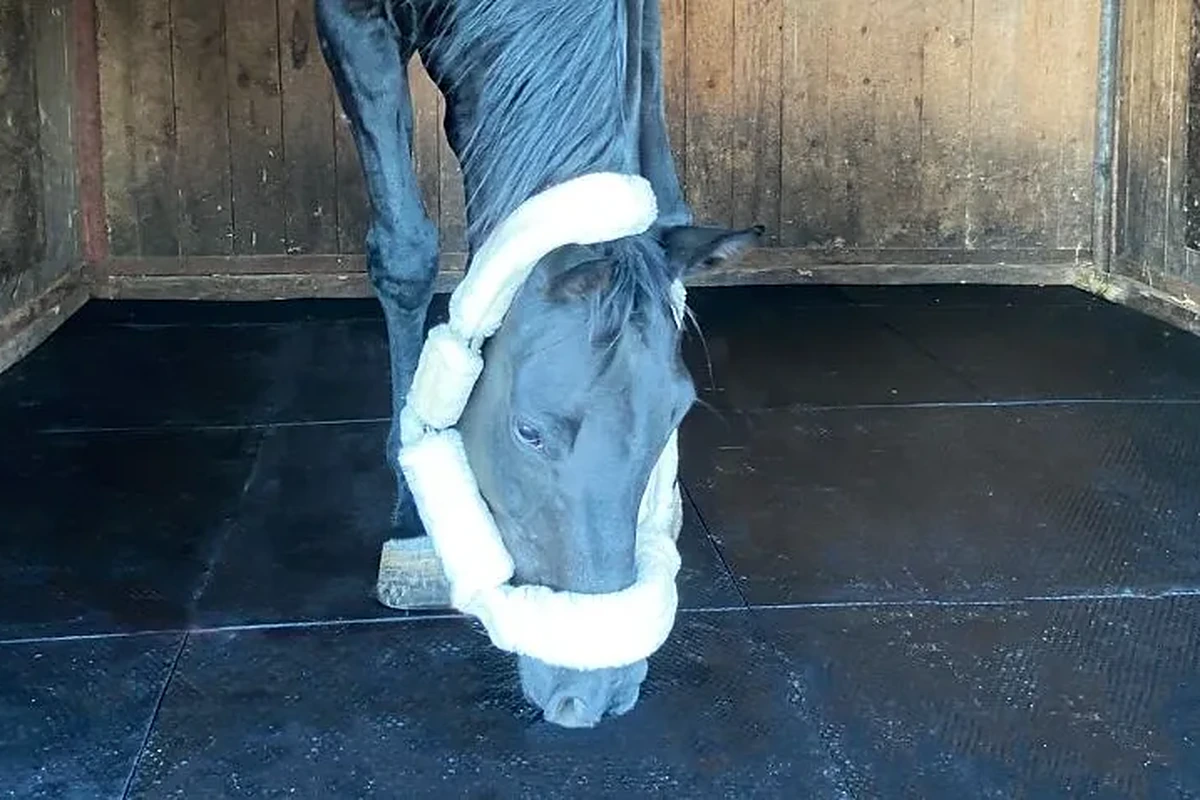 Kůň s ohlávkou stojící na pryžové matraci v boxu