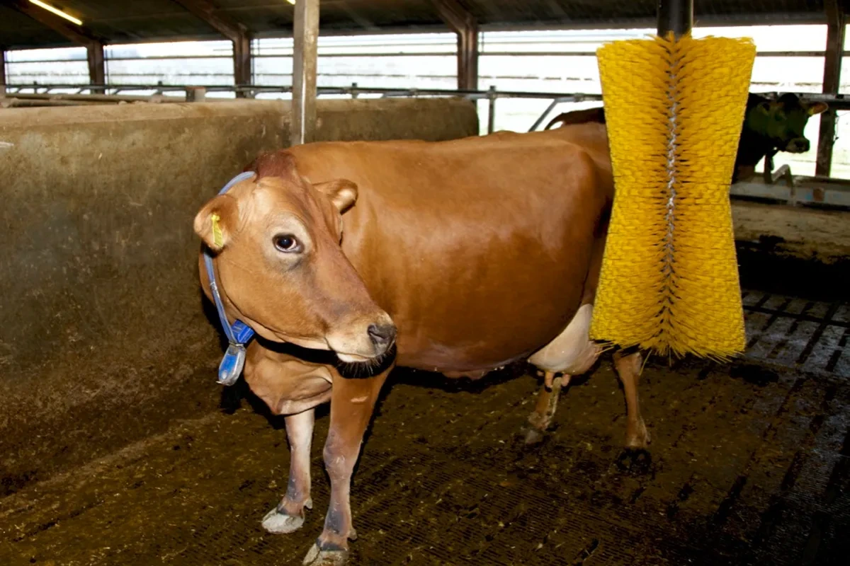 Kráva plemene Jersey stojící u svislého kartáče drbadla