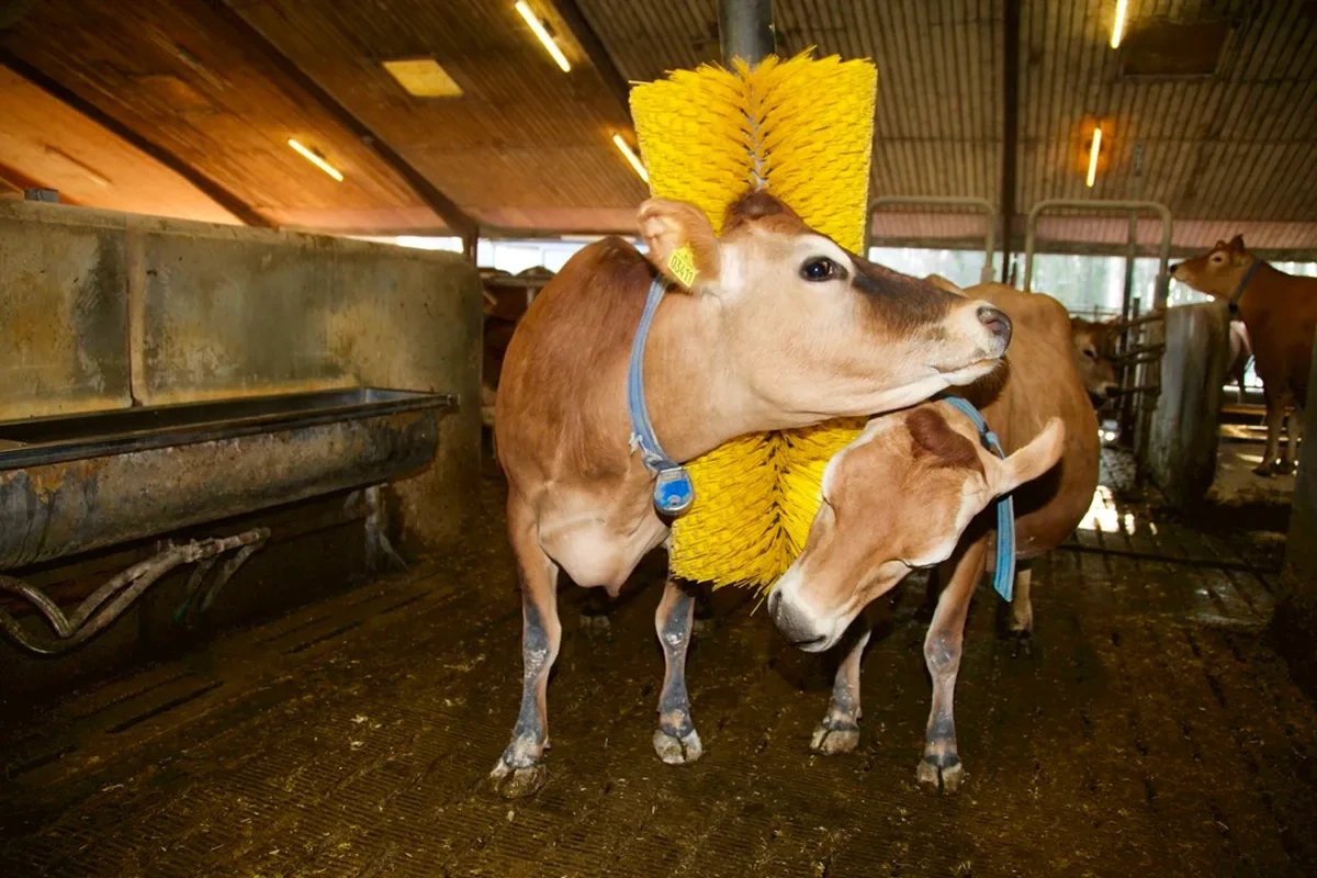 Dvě krávy plemene Jersey u aktivního drbadla ve stáji
