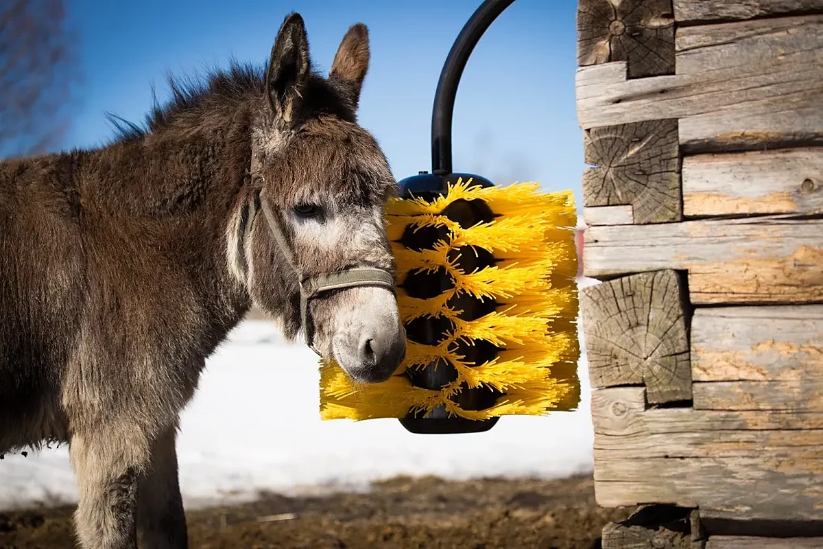 Osel se drbe o pasivní kartáčové drbadlo na dřevěné stěně