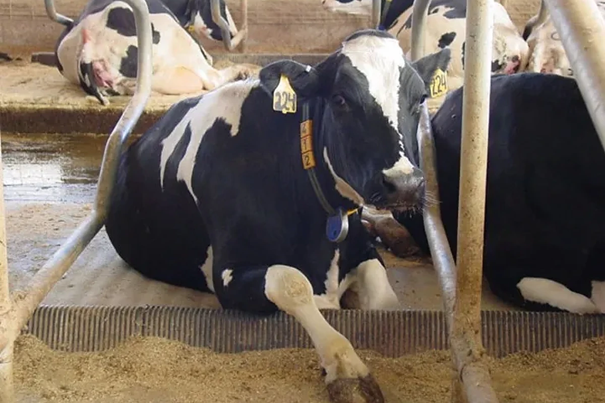 Dojnice odpočívající na matracích v řadě lehacích boxů