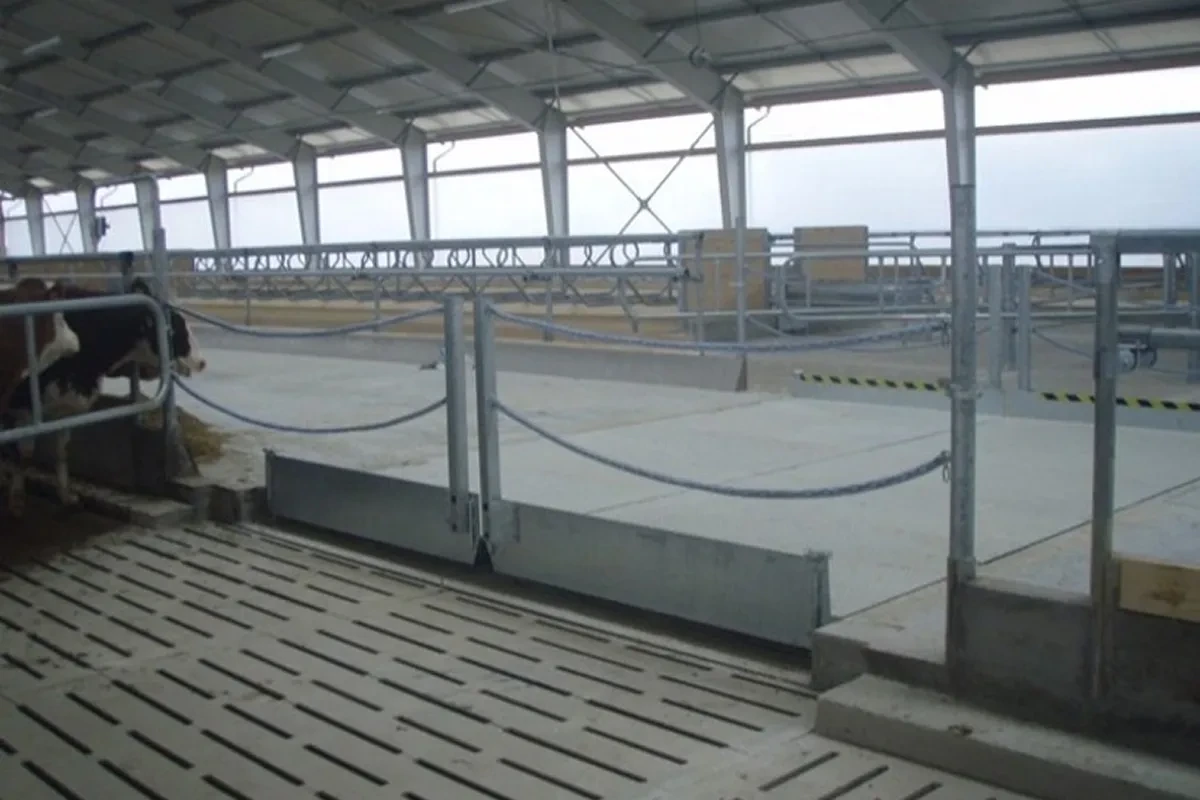 Hydraulická brána sklopená přes krmný stůl v prosvětlené stáji