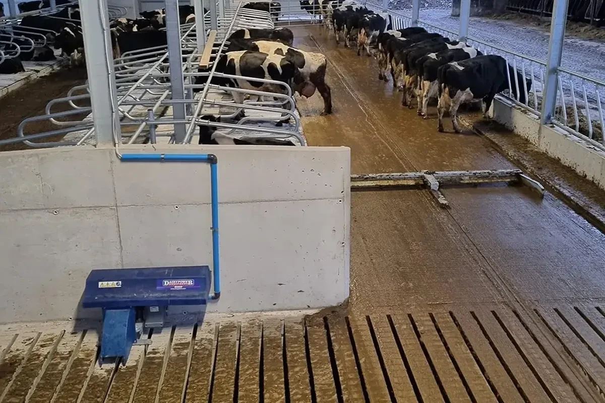 Shrnovací lopata na chodbě stáje s dojnicemi u krmného stolu