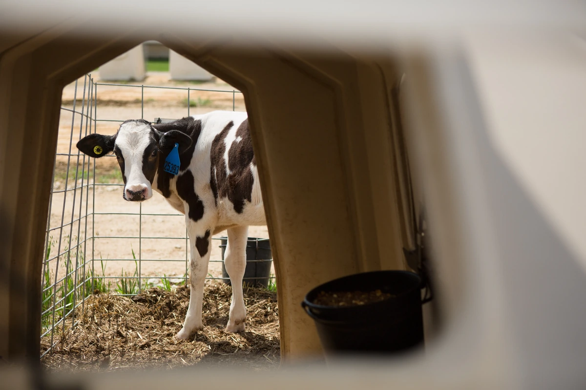 Tele u vstupu do individuální boudy CALF-TEL s kbelíky na hrazení ohrádky