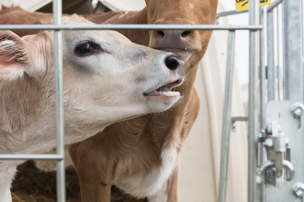 Dvě telata u hrazení párové boudy TWIN