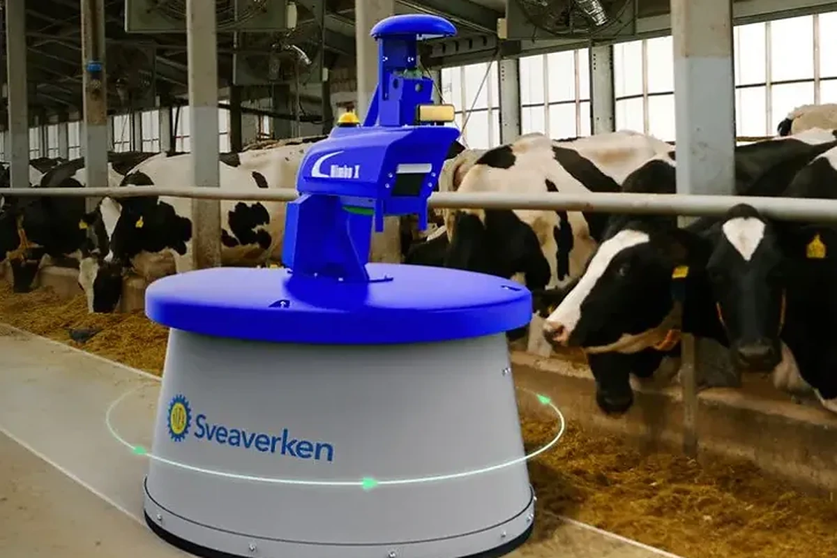 Robot Nimbo od Sveaverken na krmné chodbě mezi dojnicemi