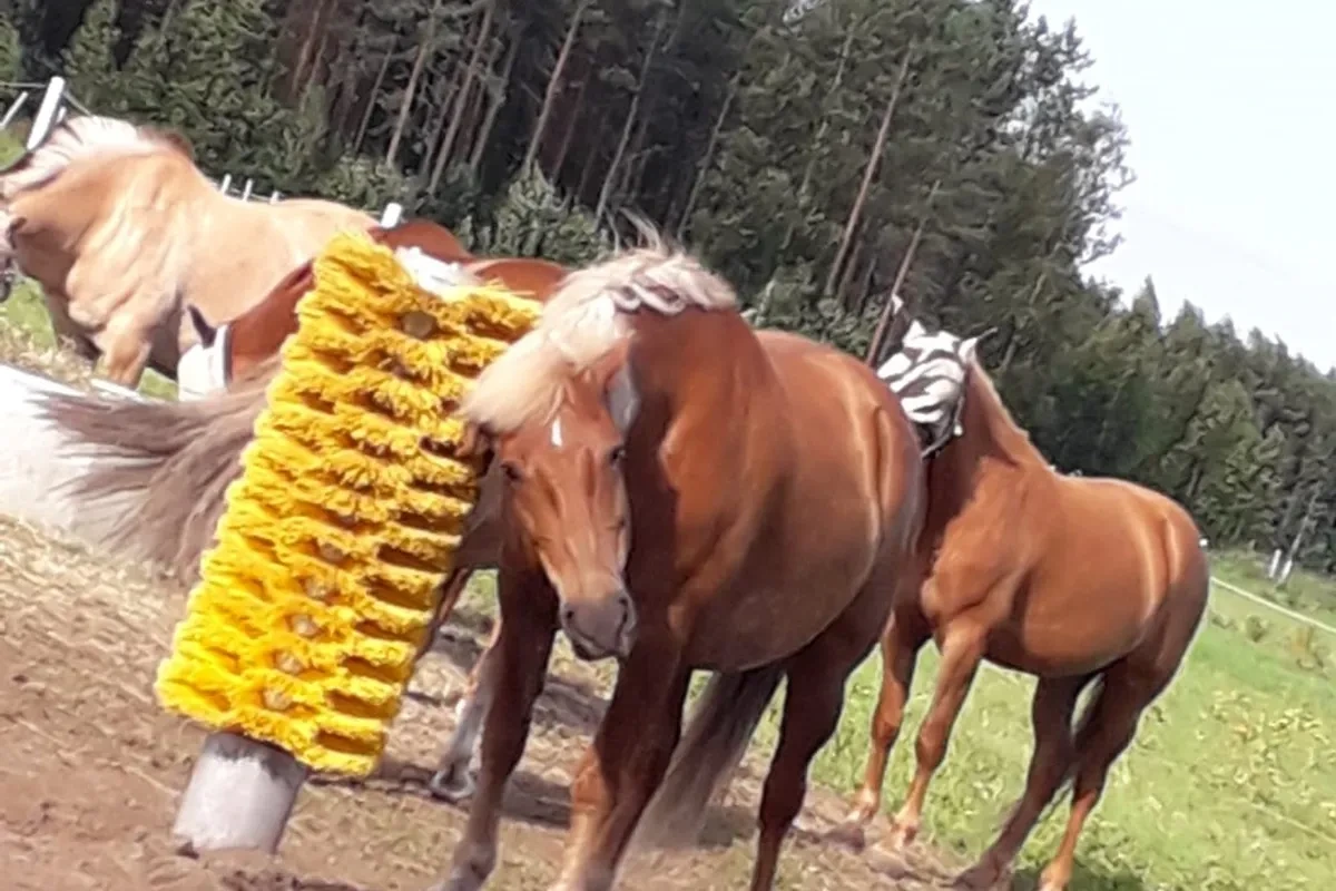 Koně u pasivního drbadla na pastvině u lesa