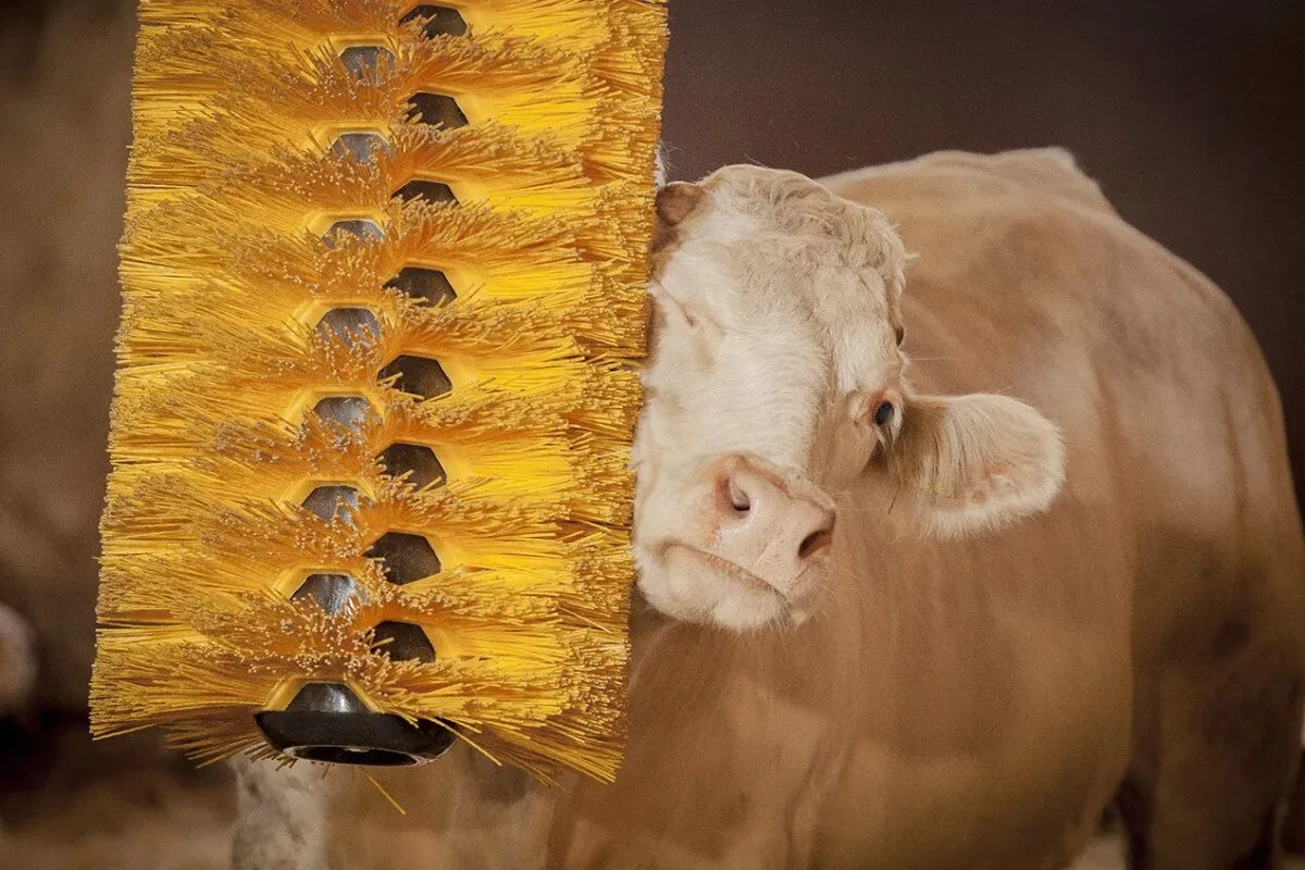 Detail hlavy býka opřené o pasivní kartáčové drbadlo