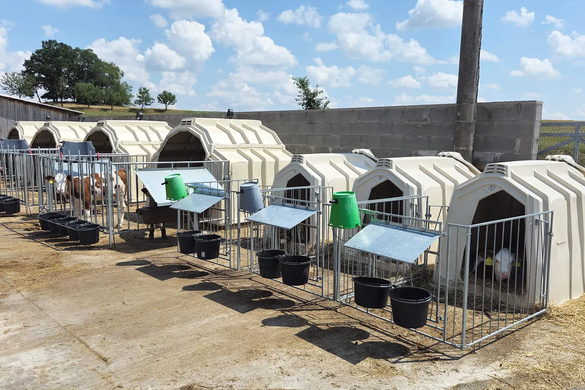 Řada skupinových boud s ohrádkami, kbelíky na mléko a seníky