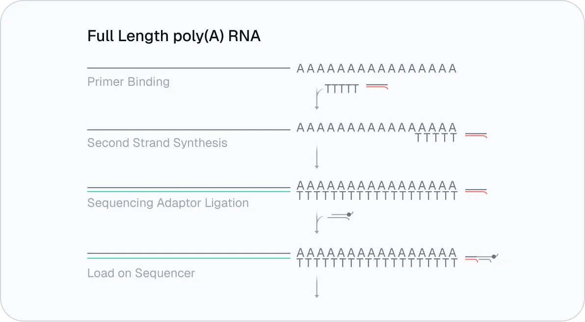 Diagram showing RNA workflow: primer binding, strand synthesis, adaptor ligation, and loading on sequencer.