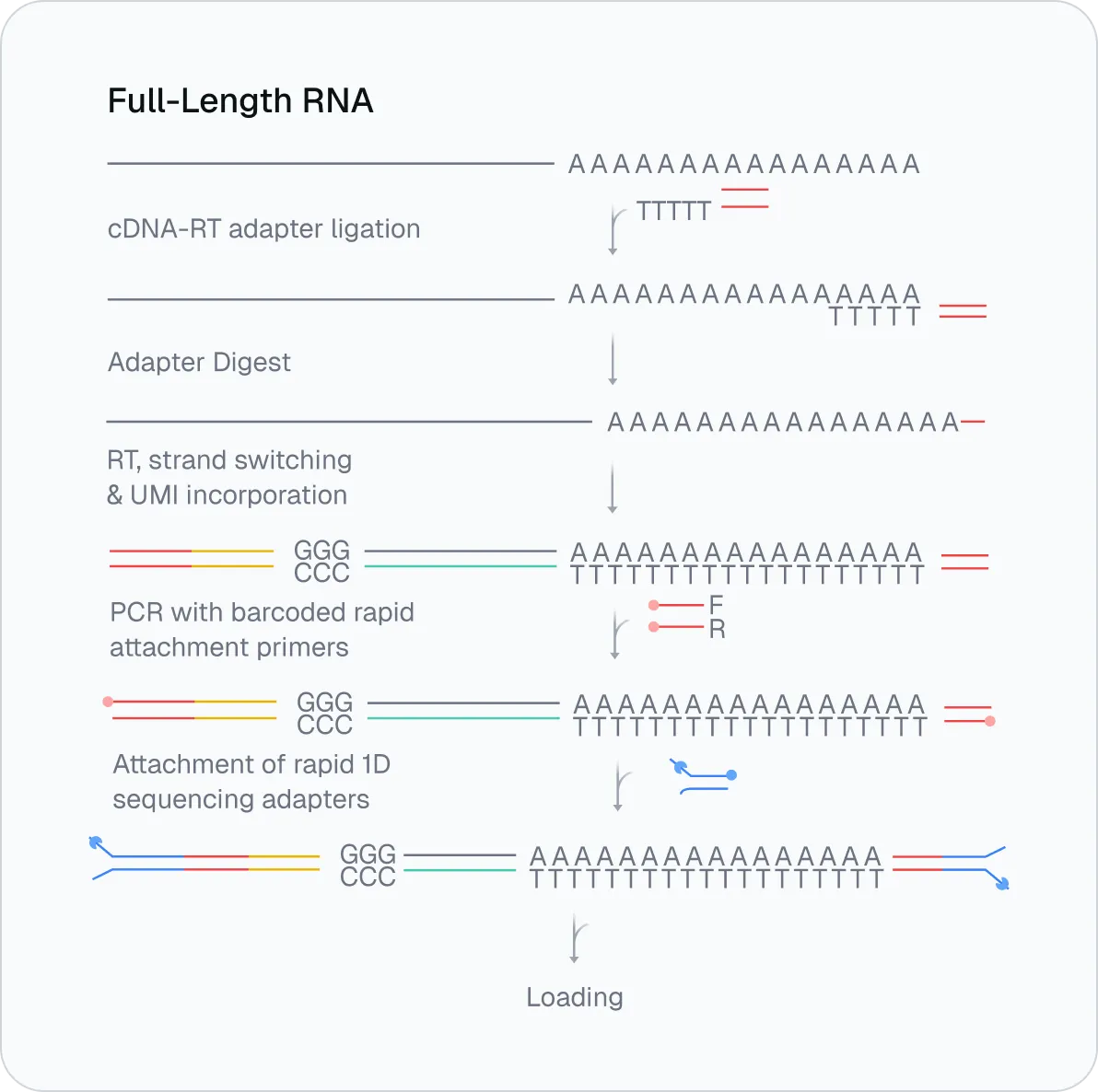 Diagram of cDNA workflow showing full-length RNA processing through adapter ligation, digestion, PCR, and sequencing.