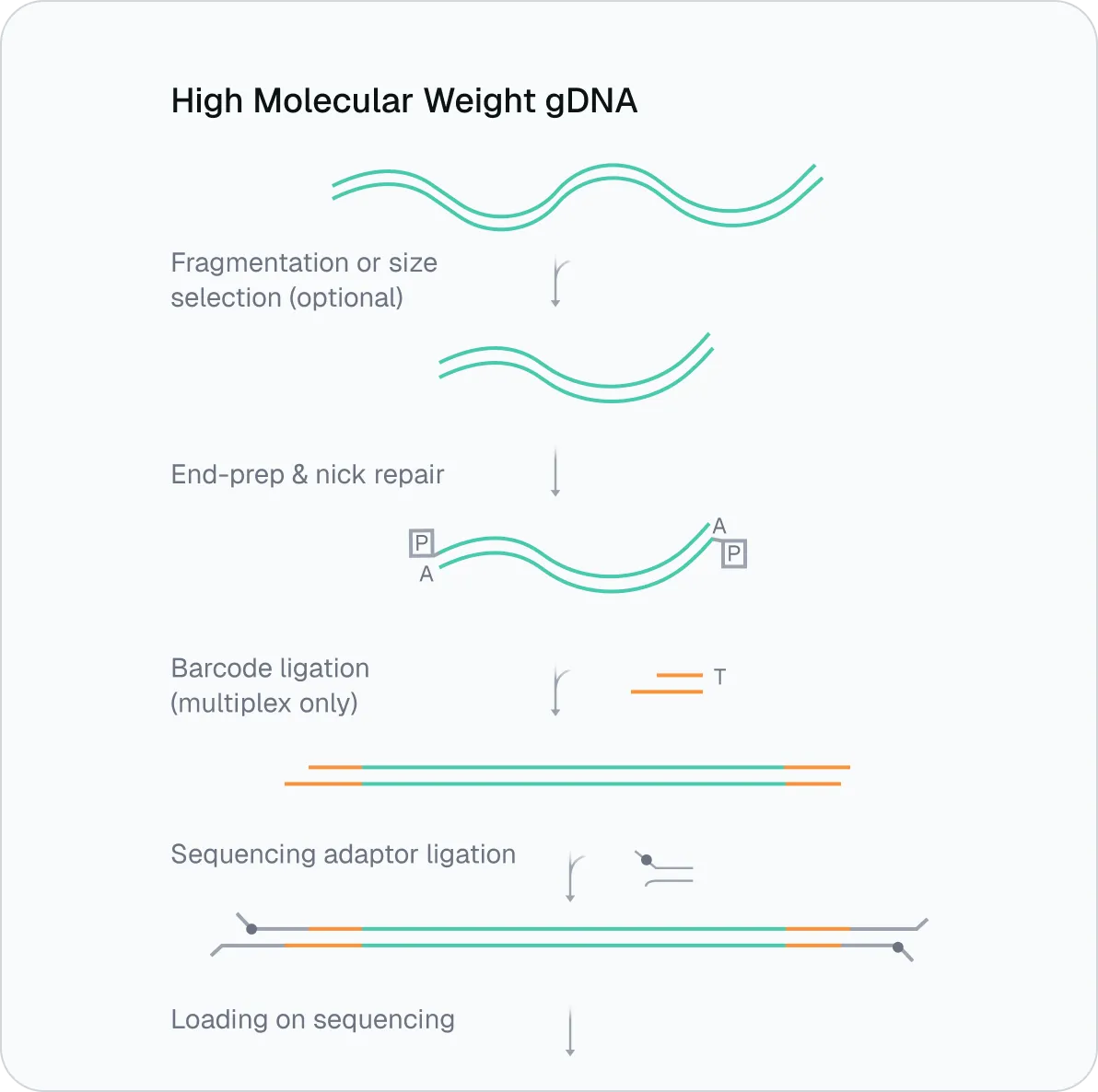 Diagram of high molecular weight gDNA steps: fragmentation, end-prep, barcode ligation, adapter ligation, loading.