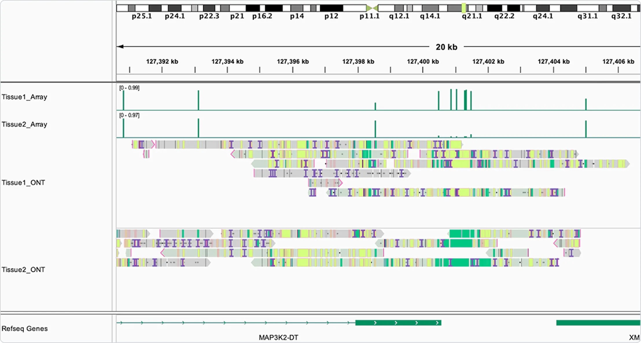 Genomic visualization showing gene MAP3K2-DT with methylation patterns across two tissues and gene annotations.