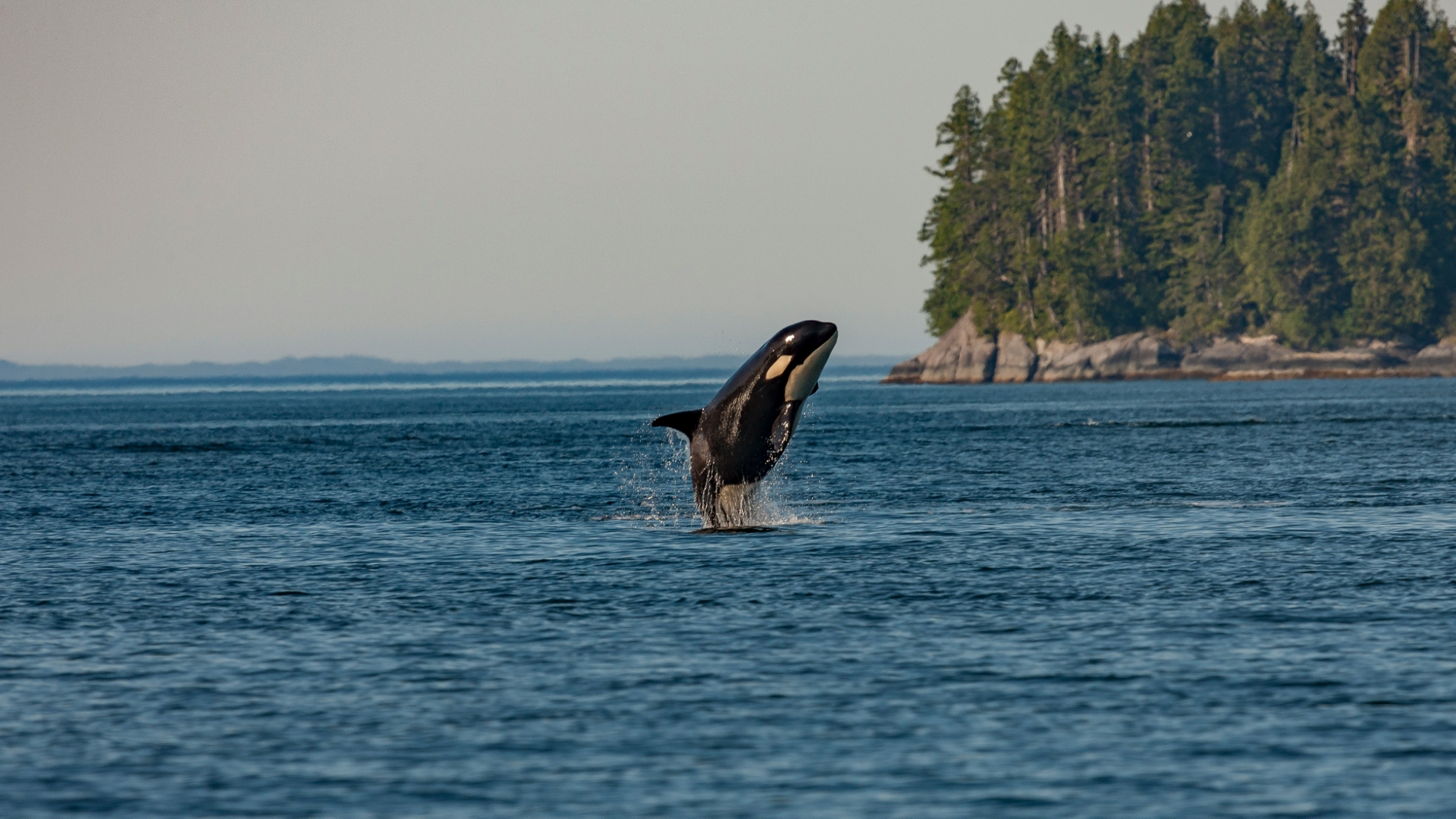 Orca whale breaching out of the ocean near Vancouver's forested rocky coastline.