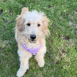Dog from a Wag Works client review